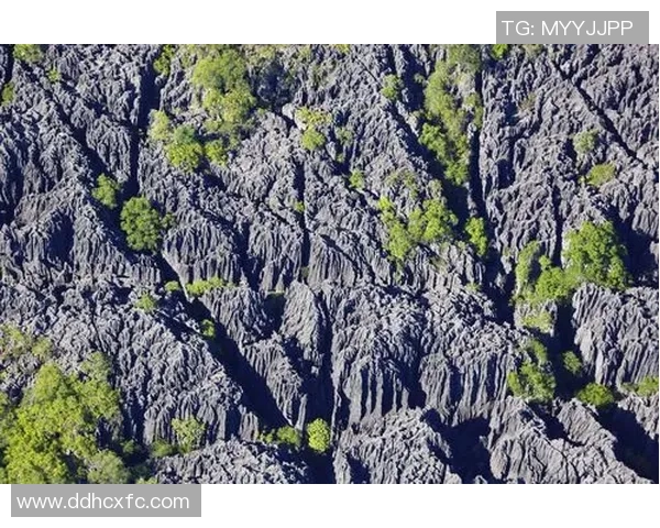 乌干达与南非精彩对决录像回放全程分析与精彩瞬间回顾